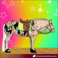 Horse Color:Palomino Appaloosa Rabicano