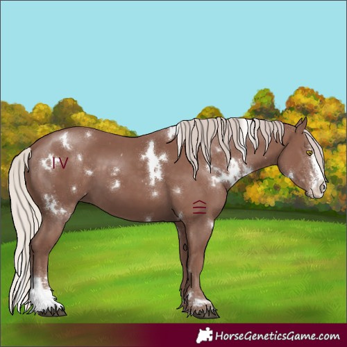 Horse Color:White Spotted Chocolate Silver Black Sabino