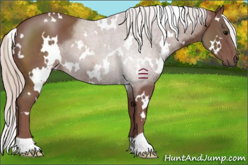 Horse Color:White Spotted Chocolate Silver Blue Roan 
