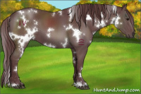 Horse Color:White Spotted Chocolate Black