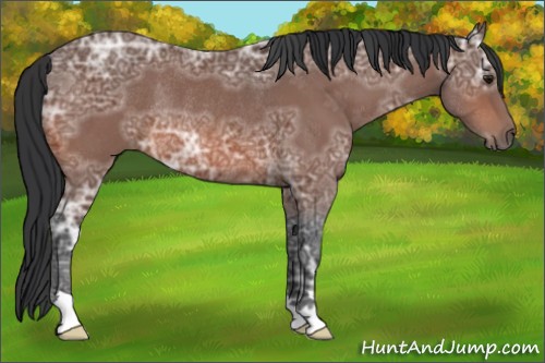 Horse Color:Bay Ice Rabicano 