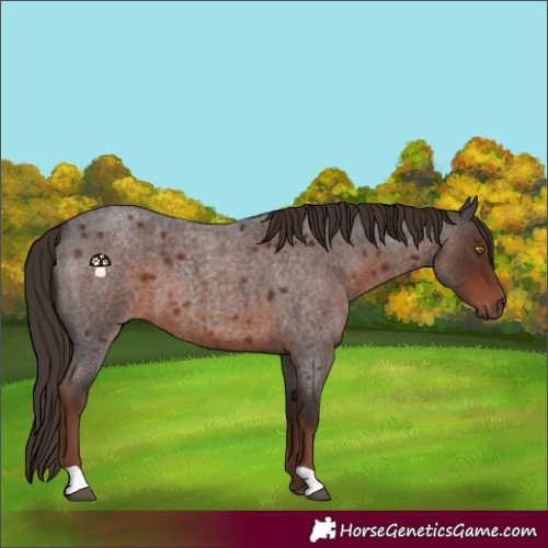 Horse Color:Liver Red Roan 