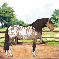 Horse Color:Bay Dun Near Leopard 