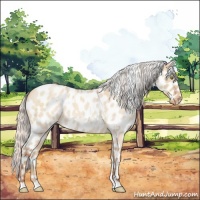 Horse Color:White Spotted Silver Amber Champagne Roan Dun Appaloosa 