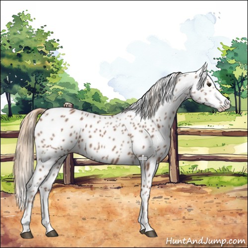 Horse Color:White Spotted Chestnut Appaloosa 