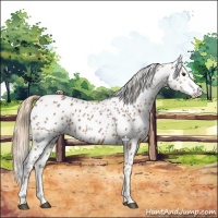 Horse Color:White Spotted Chestnut Appaloosa 