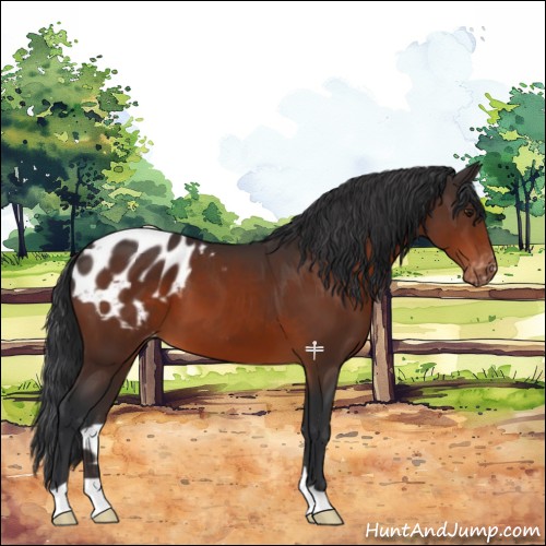 Horse Color:Brown Appaloosa 
