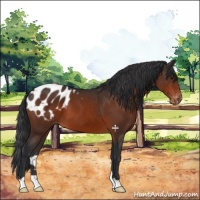 Horse Color:Brown Appaloosa 
