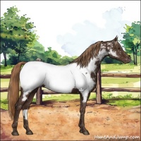Horse Color:Liver Chestnut Appaloosa 