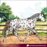 Horse Color:Liver Chestnut Appaloosa 