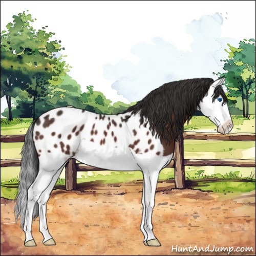 Horse Color:Brown Splash Appaloosa 