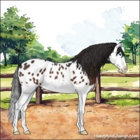 Horse Color:Brown Splash Appaloosa 