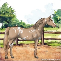 Horse Color:White Spotted Red Dun 