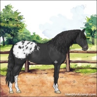 Horse Color:Black Appaloosa 