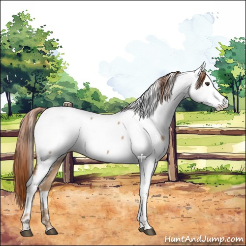 Horse Color:White Spotted Red Dun Fewspot