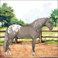 Horse Color:Silver Grullo Appaloosa 