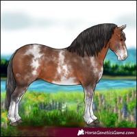 Horse Color:White Spotted Bay 