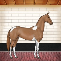 Horse Color:Chestnut Tobiano 