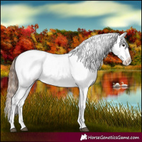 Horse Color:Bay Tobiano Appaloosa 