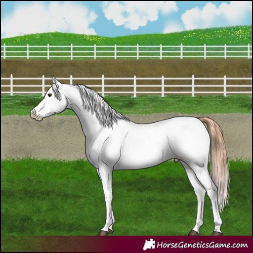 Horse Color:Red Roan Appaloosa 