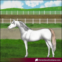 Horse Color:Red Roan Appaloosa