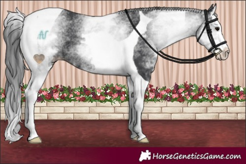 Horse Color:White Spotted Black Splash Tobiano 