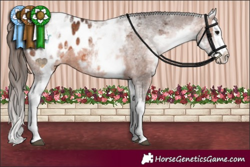 Horse Color:White Spotted Brown Splash Appaloosa 