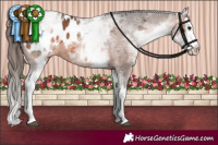 Horse Color:White Spotted Brown Splash Appaloosa 