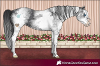 Horse Color:White Spotted Black Splash 