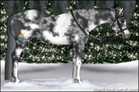 Horse Color:White Spotted Black Sabino Frame 