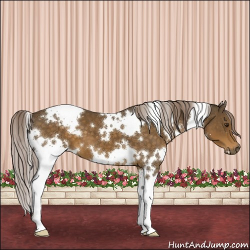 Horse Color:White Spotted Chocolate Palomino 