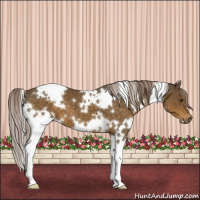 Horse Color:White Spotted Chocolate Palomino
