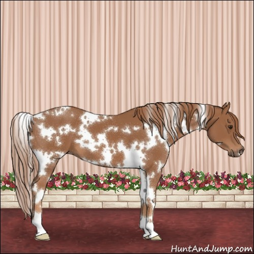 Horse Color:White Spotted Chestnut 