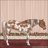 Horse Color:White Spotted Chestnut 