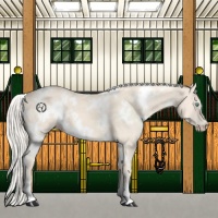 Horse Color:White Spotted Cremello 