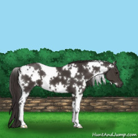 Horse Color:White Spotted Smoky Black