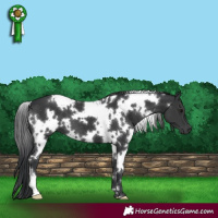 Horse Color:White Spotted Black 