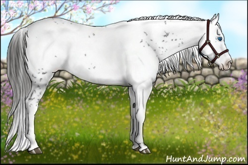 Horse Color:Liver Chestnut Frame