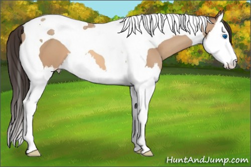 Horse Color:Amber Champagne Splash Tobiano 