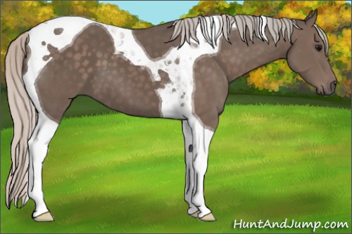 Horse Color:Silver Black Tobiano 