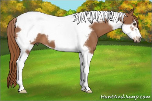 Horse Color:Chestnut Tobiano Frame 