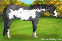 Horse Color:Blue Roan Frame 