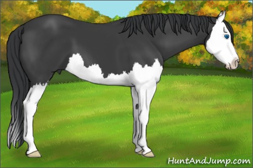 Horse Color:Black Splash 