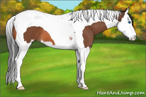 Horse Color:Bay Splash Tobiano