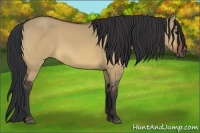 Horse Color:Bay Dun