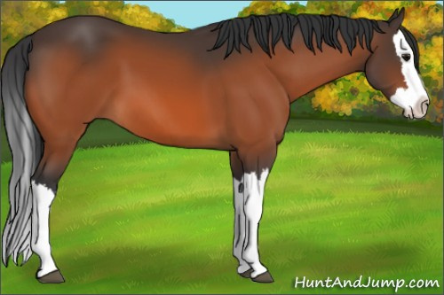 Horse Color:Bay Splash 
