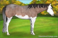 Horse Color:Bay Roan Splash
