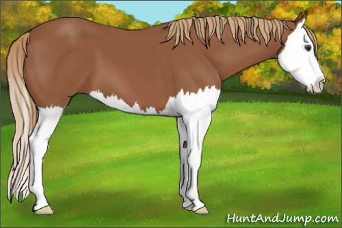 Horse Color:Chestnut Splash 