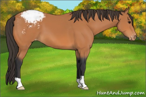 Horse Color:Bay Appaloosa