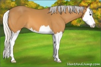 Horse Color:Silver Buckskin Splash
